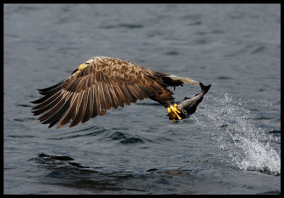 White-tailed Eagle catching fish 2