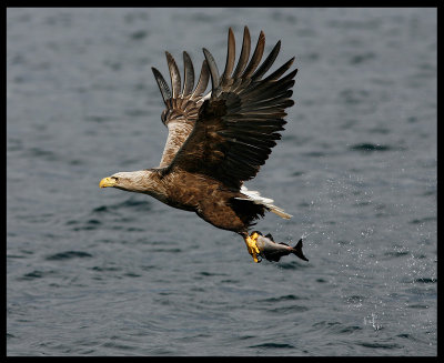 White-tailed Eagle catching fish 3