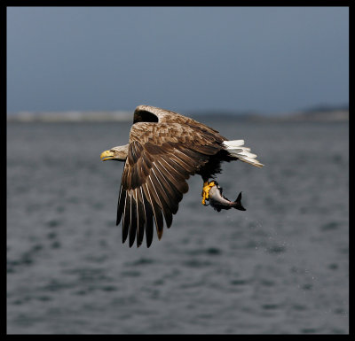 White-tailed Eagle catching fish 4