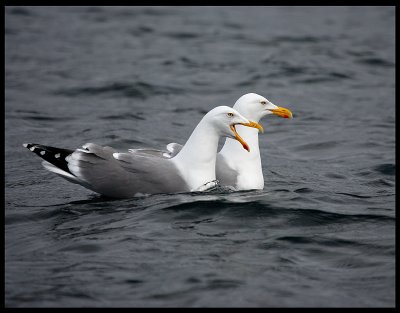 Herring Gulls - One is a female, guess who!!
