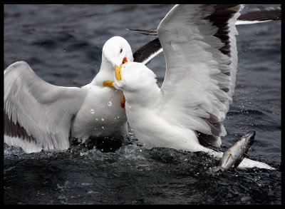 If I don`t get - You don´t get !!  Great Black-backed Gulls fighting