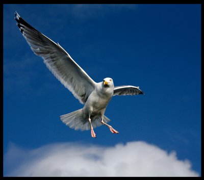 Cloud walker - Herring Gull