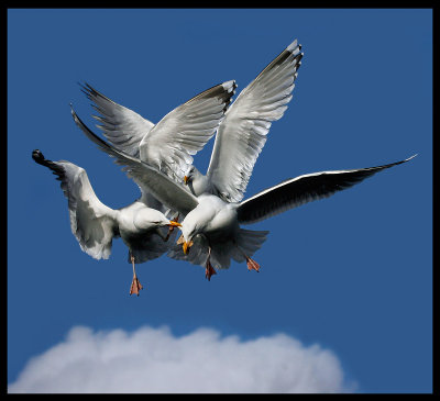 Herring Gulls fighting over some bread - Norway