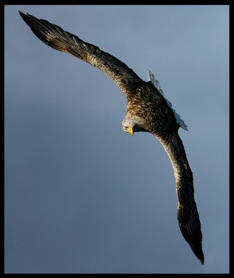 Impressive eagle turning around in the air