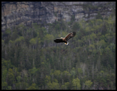Male eagle near his breeding cliffs