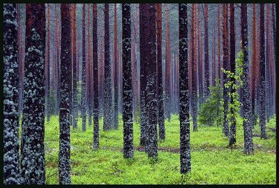 Tallskogen Gävle - Sweden 2007