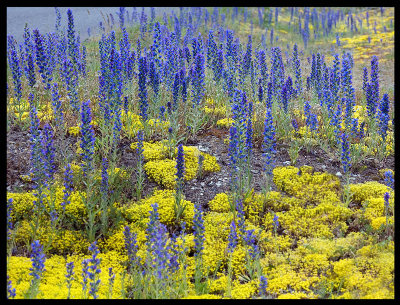 Bleld near Byxelkrok (Echium vulgare) - land sweden 2007