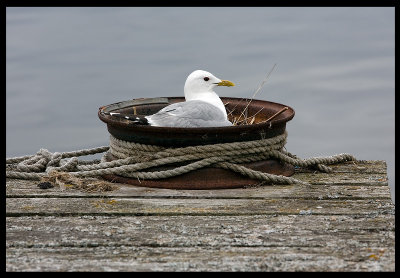 Secured breeding in old Wheel - Mew Gull land Sweden 2007