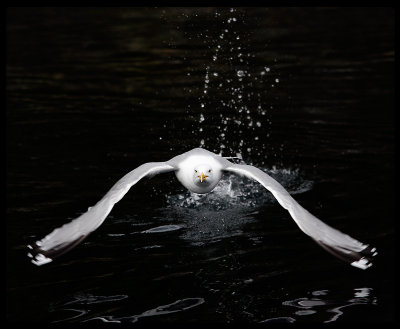 Herring Gull