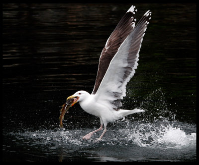 Great Black-backed Gull with a big catch