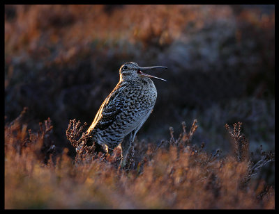 Great Snipe starting the lek in late evening light