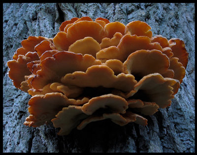 Fungies on tree - Vxj
