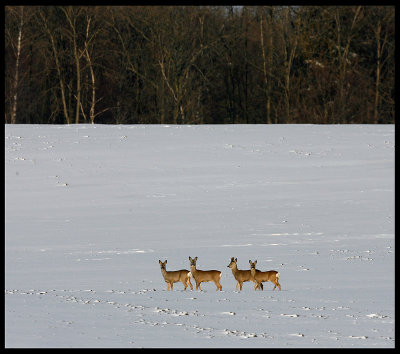 Deer in winterlandscape - Scania Sweden