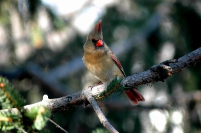 DSC_1289a.JPG