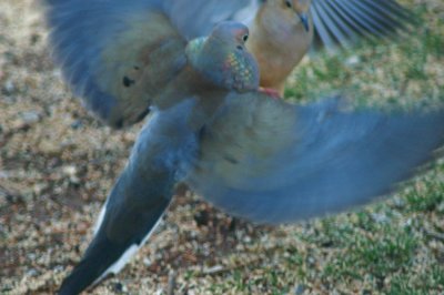 DSC_2388A.JPG