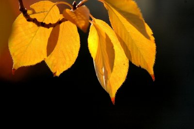 DSC_6481A_edited-1.JPG