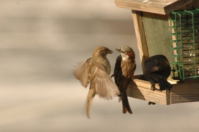 DSC_7390.JPG