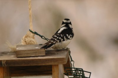 DSC_8979.JPG