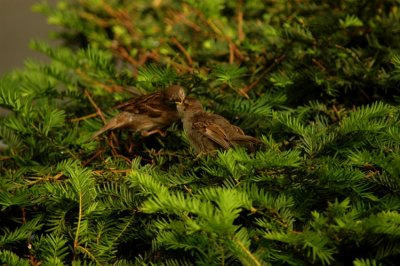 DSC_3922.JPG