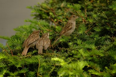DSC_3983.JPG