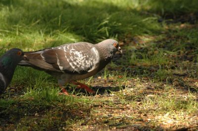 DSC_3762.JPG