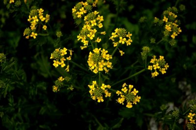DSC_0731_edited-1.jpg