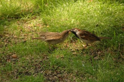 DSC_4451.JPG