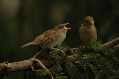 DSC_6725.JPG