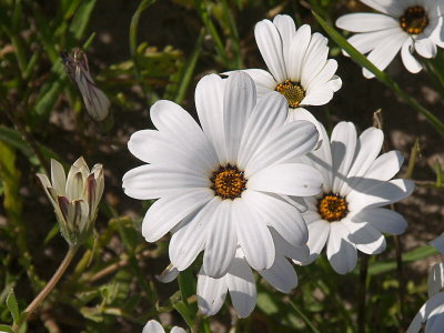 M daisy