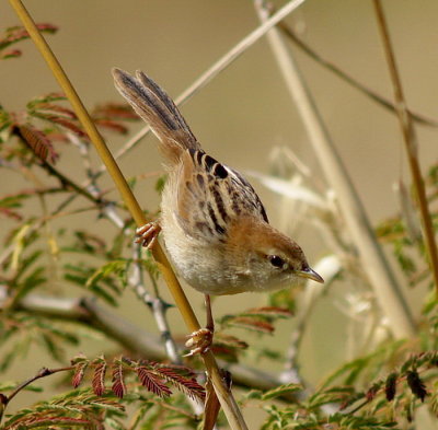 Cisticola