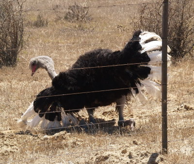 Amarous Ostrich