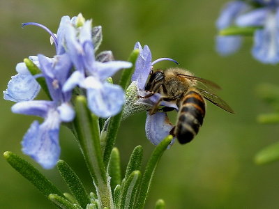 Rosmary with African Bee