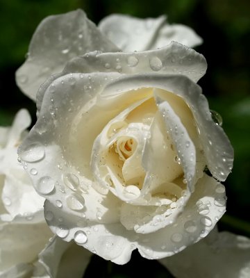 White Rose After Rain