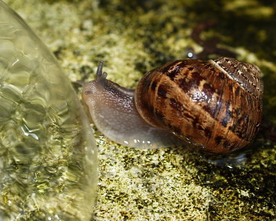 Shower Snail
