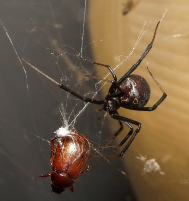 Black Widow 2