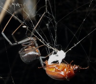 Black Widow 5