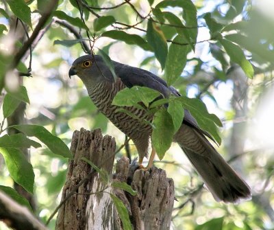 African Goshawk