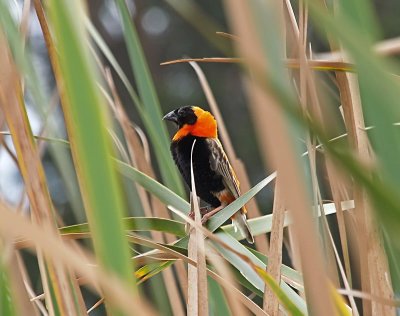 Red Bishop