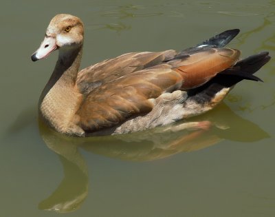 Egyptian Goose 1