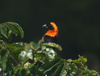 Bishop at Small pond With Mirror.