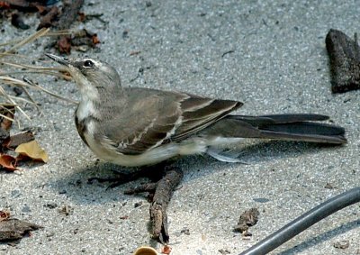 Wagtail Old One leg