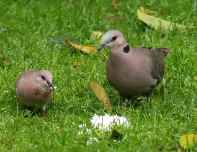 Laughing + Turtle Dove
