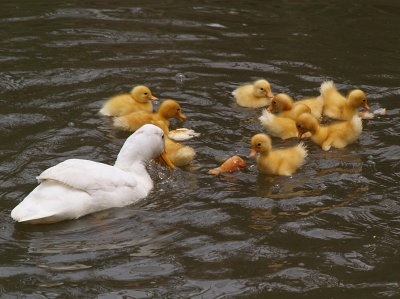 Ducklings at pond