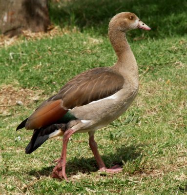 Egyptian Goose.