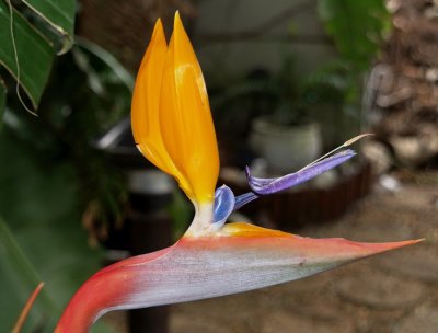 Strelitzia Regina