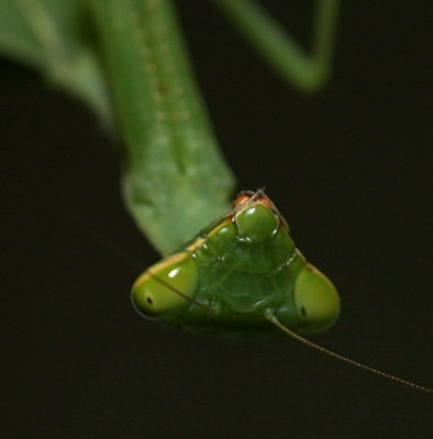 Praying Mantis