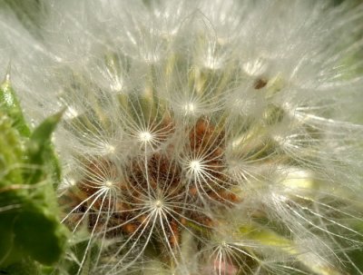 Tragopogon dubius