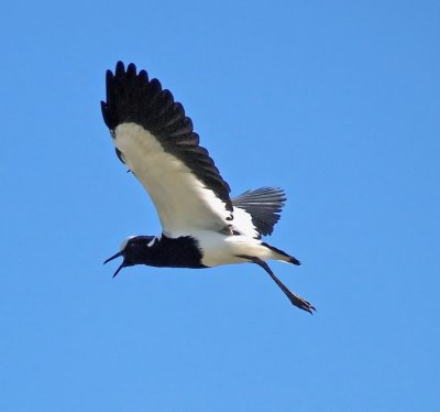 Blacksmith Lapwing