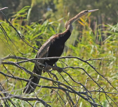 African Darter