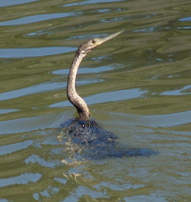 African Dartrer Swiming